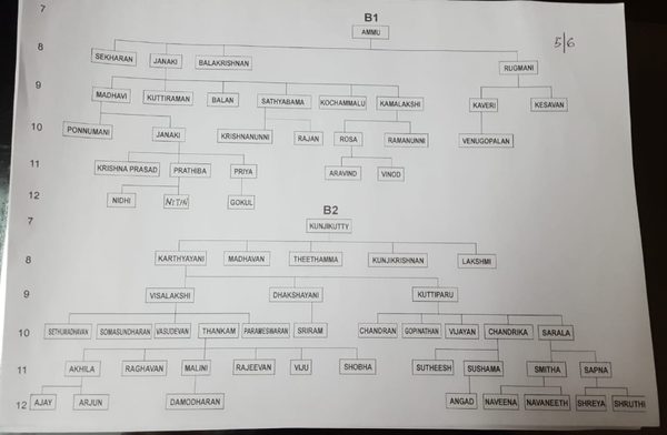 Genealogy sub-branches B1 and B2